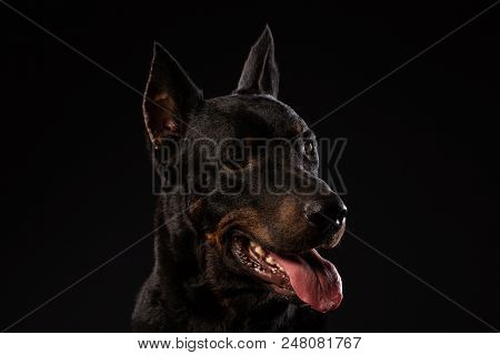 Portrait Of Doberman Pinscher On Black Background. Trained Dog