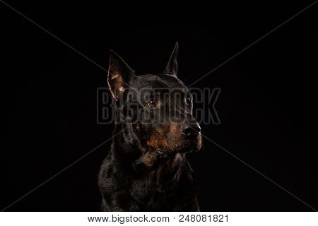 Portrait Of Doberman Pinscher On Black Background. Trained Dog