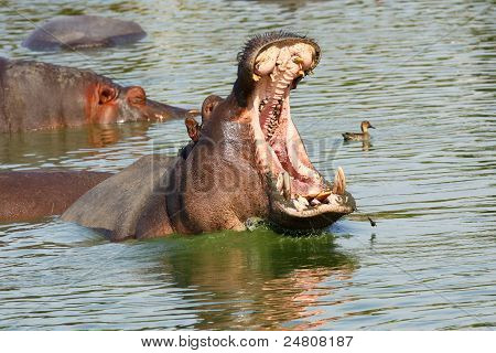 Hippopotame