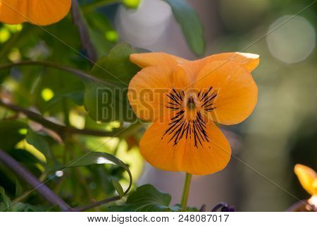 Orange Pansy In The First Morning Sun