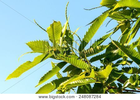 Sweet Chestnut With Galls Of The Chinese Gall Wasp
