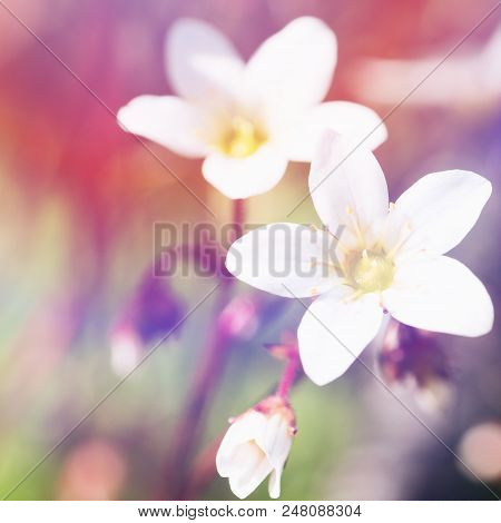 Spring Small White Flowers On Blurred Macro Background. Spring Or Summer Border Template With Copy S