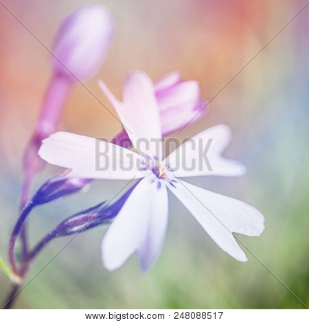 Spring Small White Flowers On Blurred Macro Background. Spring Or Summer Border Template With Copy S