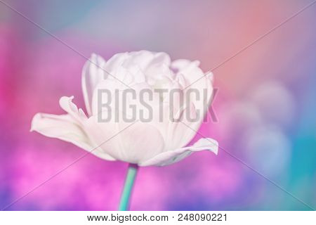 Spring White Flowers On Blurred Macro Background. Spring Or Summer Border Template With Copy Space. 