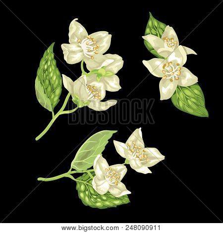 Jasmine Branches Set Vector Graphic Illustration On The Black Background With Flowers And Leaves