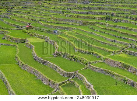 View Of Rice Terraces Fields In Banaue, Philippines. The Banaue Rice Terraces Are Unesco World Herit