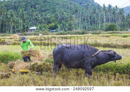 Marinduque , Philippines - March 31: Filipino Farmer Working At A Rice Field In Marinduque Island Th