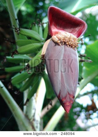 Banane Blume