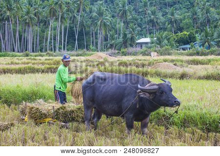 Marinduque , Philippines - March 31: Filipino Farmer Working At A Rice Field In Marinduque Island Th