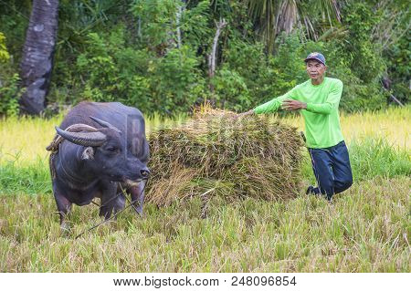 Marinduque , Philippines - March 31: Filipino Farmer Working At A Rice Field In Marinduque Island Th