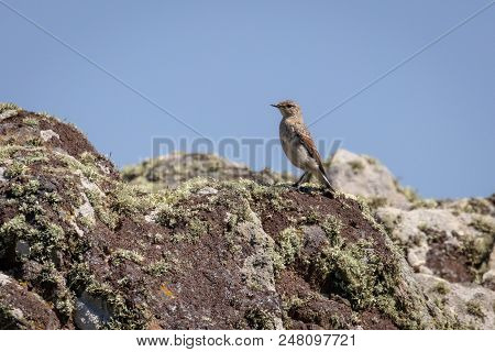 Rock Pipit, Uk, (anthus Petrosus) Perched In Wild On Rock