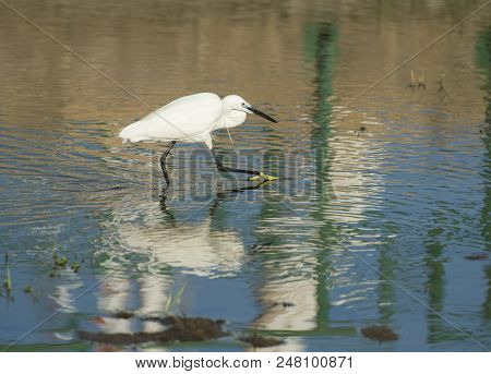 Little Egret Stood Hunting In Water Of River Marshland