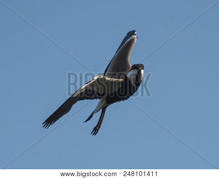 Spur-winged Lapwing Wild Bird In Flight