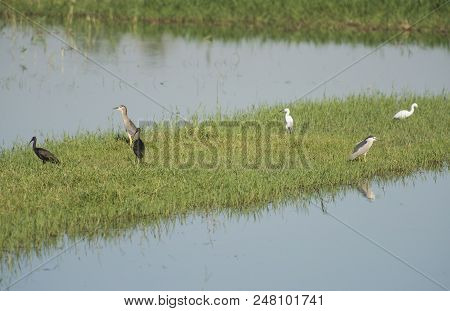 Group Of Wetland Water Birds Stood In Reeds Of River Marshland