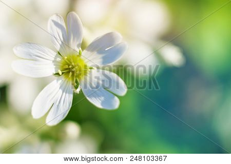 Spring White Flowers On Blurred Macro Background. Spring Or Summer Border Template With Copy Space. 