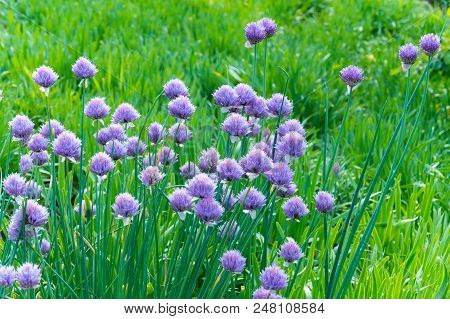 A Bush Of Purple Flowers Onions Schnitt Among The Green Herbs. Tasty And Beautiful Plant