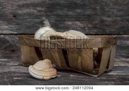 Chaga (shelf Fungus) Medicinal Mushroom On The Wooden Background. Naturopathy. Alternative Medicine.