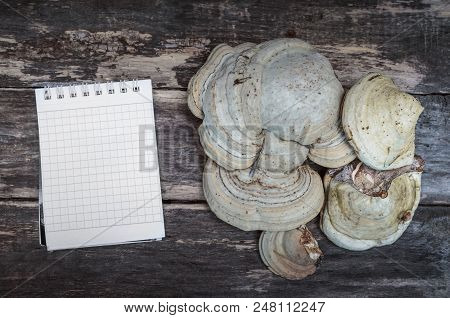 Chaga (shelf Fungus) Medicinal Mushroom And Blank Note Pad Recipe On The Wooden Background. Naturopa