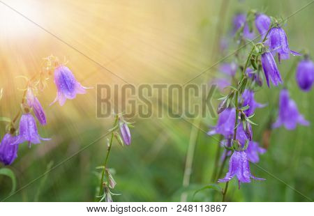 Blue Bell Flowers In The Sun. Beautiful Meadow Field With Wild Flowers. Spring Or Summer Wildflowers