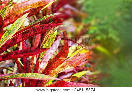 Texture Of A Tropical Leaf Close-up, Red And Green Leaves Background.