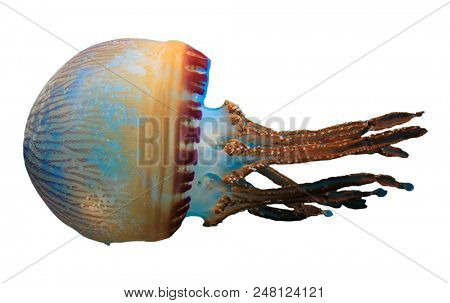 Jellyfish isolated on white background  