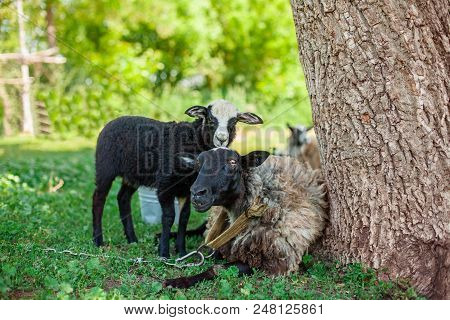 Romanovskaya Sheep And Lambs