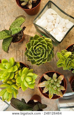 Excellent  Group Of Various Succulents In Pots. Garden Decoration For The Soul