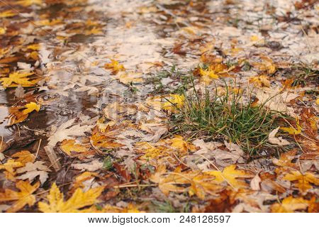Macro View Of Yellow Maple Leaves In The Pudde