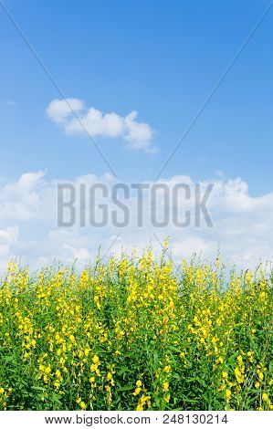 Sunhemp On Blue Sky.sunhemp On Blue Sky.