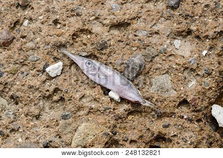 Close-up Of A Dry Fishon A Rock Background