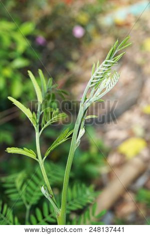 Fresh Green Leucaena Glauca Tree In Nature Garden