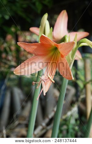 Close Up Orange Hippeastrum Johnsonii Flower In Nature Garden