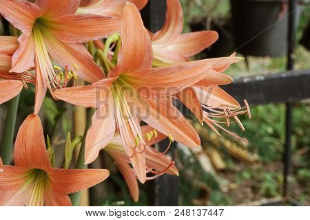 Orange Hippeastrum Johnsonii Flower In Nature Garden