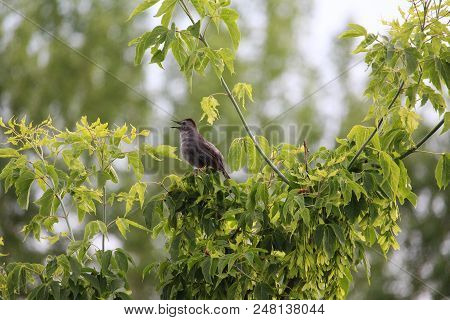 Songbird Gray Catbird Perched And Singing In Summer
