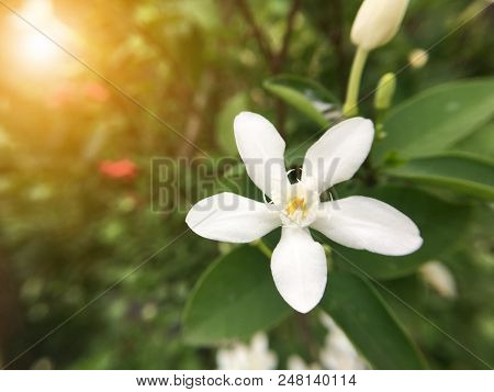 White Wrightia Antidysenterica Flower In Nature Garden