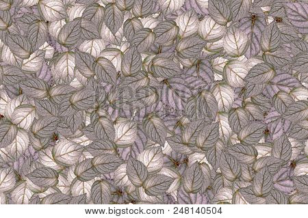 Beautiful Hemigraphis Alternata Leaves Plant Pattern Background