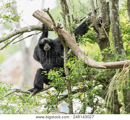 Adult Siamang Is Having Fun In The Tree Tops