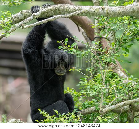 Siamang Has Spotted Something Of Interest From His Tree