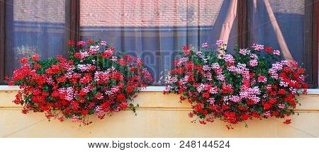 Window Framed With Fresh Flowers. Flowers Decoration Of Wall And Windows