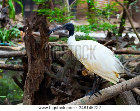 Asian Openbill Or Asian Openbill Stork Bird (anastomus Oscitans)