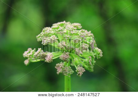 Flower Cowboy Close-up / Cow-barker On Blurred Background / Wildflowers /