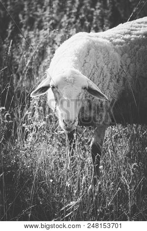 Sheep Grazing On A Green Grass, Head Closeup. A Lamb Head Portraiture On A Grass Field. Black And Wh
