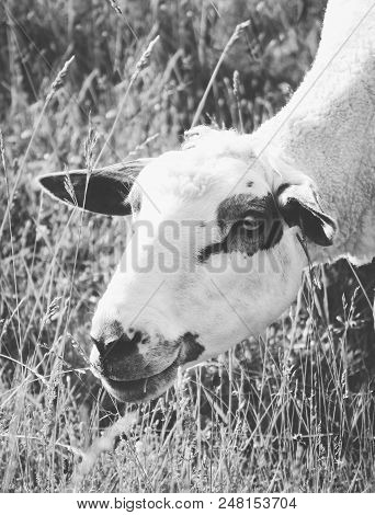 Sheep Grazing On A Green Grass, Head Closeup. A Lamb Head Portraiture On A Grass Field. Black And Wh