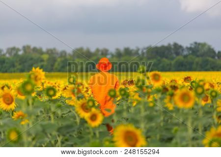 Man in orange clother in sunner sunflowers field