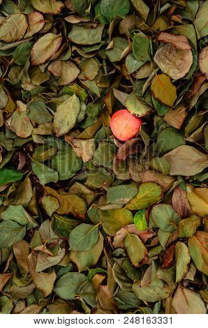 Persimmon Fruit On The Tree. Kaki Plum Tree, Japanese Persimmon, Diospyros Kaki Lycopersicum. Ripe O