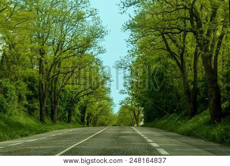A Beautiful Green Road In Spring Time