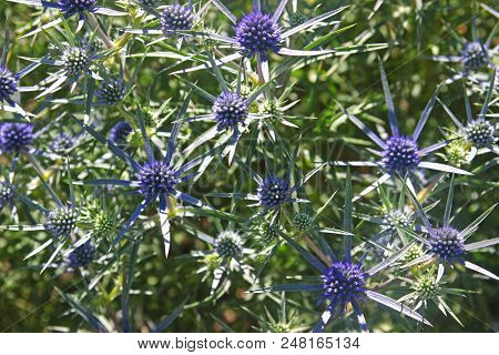 Globe Thistle With Blue Blossoms, Full Frame