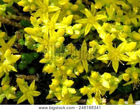 Flowers Stonecrop Caustic Like Stars, Only Yellow.