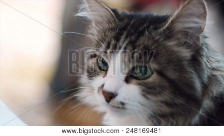 Cat. Portrait Of Beautiful Gray Cat Close Up. Cat With Green Eays, Face Close Up. Portrait Of A Dome
