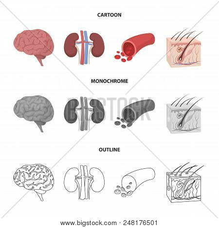Brain, Kidney, Blood Vessel, Skin. Organs Set Collection Icons In Cartoon, Outline, Monochrome Style